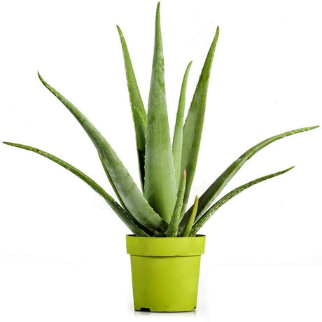 Aloe Vera in Ghiveci - 35 cm