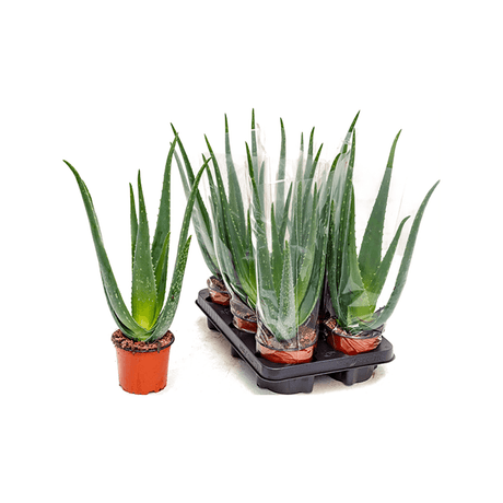 Aloe vera, 35 cm la livrare, in ghiveci de Ø  12 cm