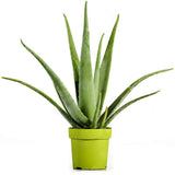 Aloe vera, 45 cm la livrare, in ghiveci de Ø  14 cm