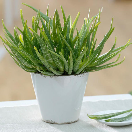 Aloe vera, 45 cm la livrare, in ghiveci de Ø  14 cm