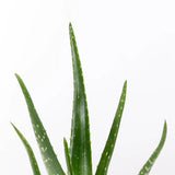 Aloe Vera - 45 cm - VERDENA-45 cm inaltime, livrat in ghiveci de 1.2 l