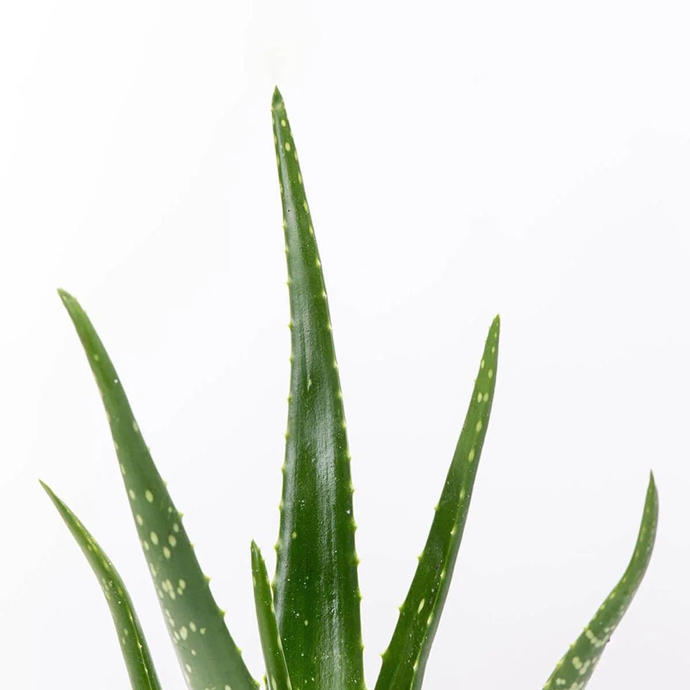 Aloe Vera - 60-65 cm - VERDENA-60-70 cm inaltime, livrat in ghiveci de 2 l