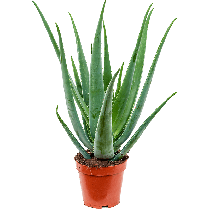 Aloe Vera - 60 cm - VERDENA-60 cm la livrare in ghiveci de Ø 17 cm