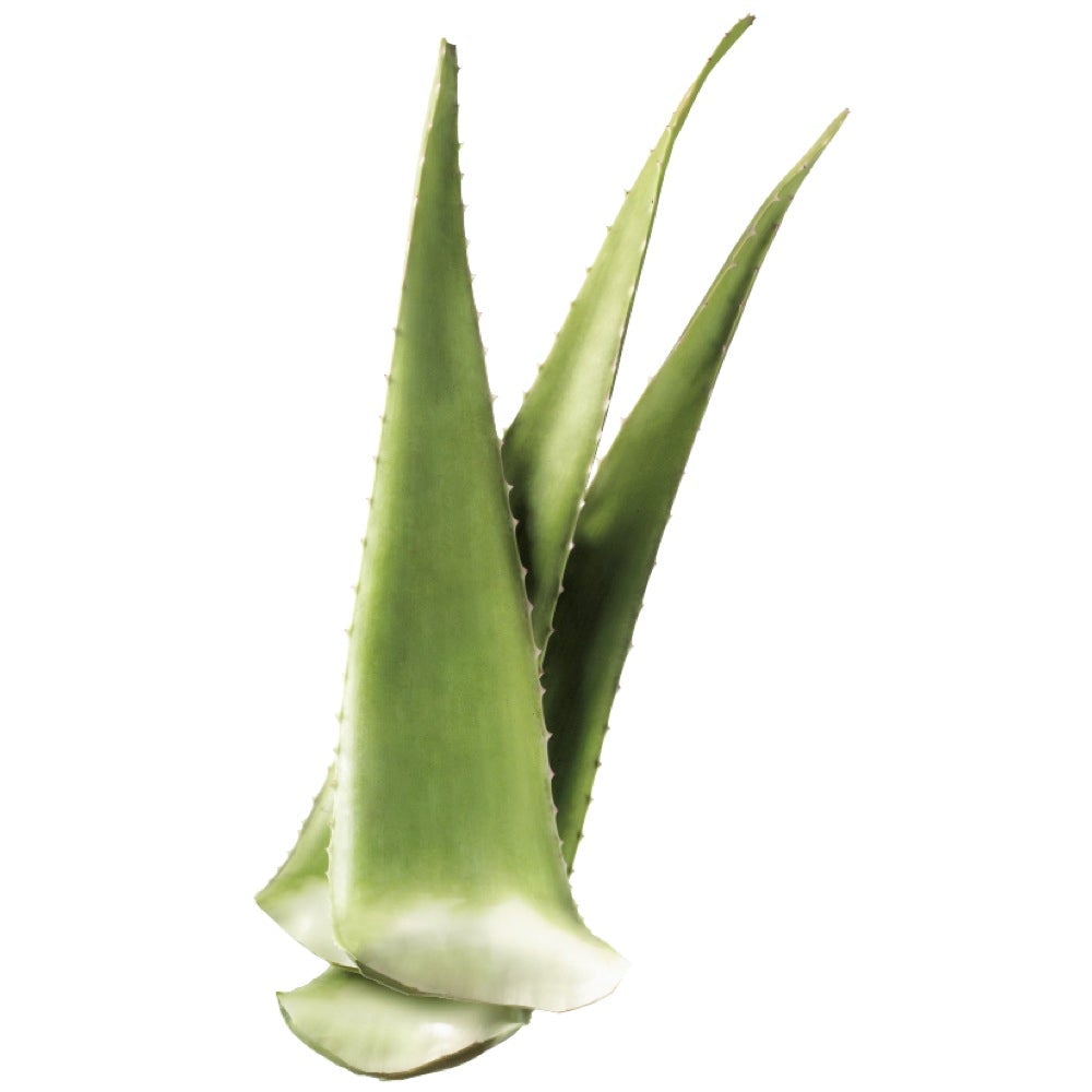 Aloe Vera - 70 cm - VERDENA-70 cm inaltime, livrat in ghiveci de 4 l