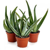 Aloe vera barbadensis - 70 cm, livrat in ghiveci cu diametru de 28cm si 22cm inaltime