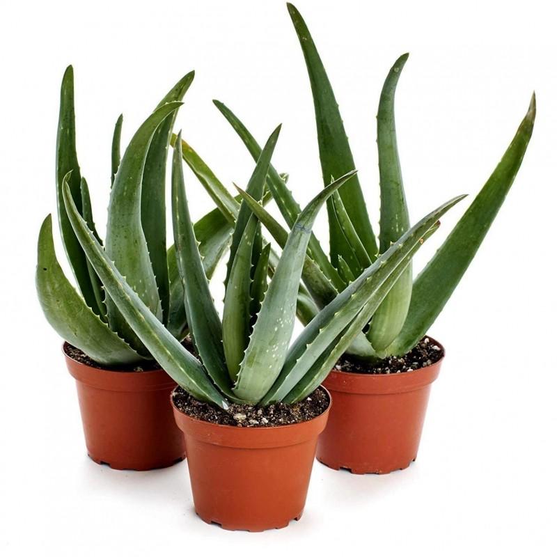 Aloe vera barbadensis - 80 cm, livrat in ghiveci cu diametru de 35cm si 28cm inaltime