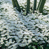 Anemona balcanica White Splendour, livrat in ghiveci de 0.5L