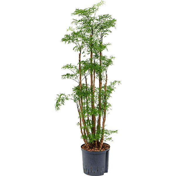 Aralia (Polyscias) Ming - 135 cm - VERDENA-135 cm la livrare in ghiveci cu Ø de 31 cm