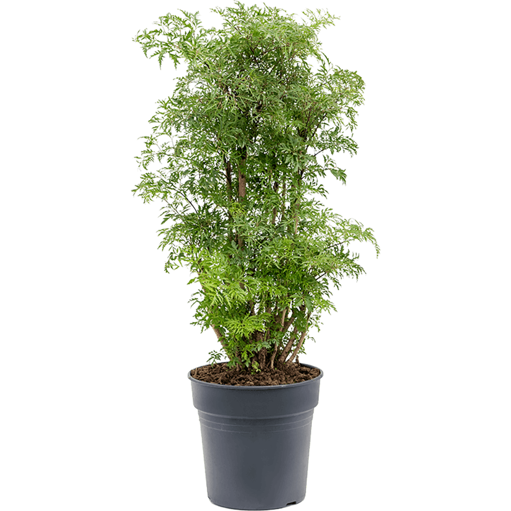 Aralia (Polyscias) Ming - 80 cm - VERDENA-80 cm la livrare, in ghiveci cu Ø de 22 cm
