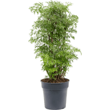 Aralia (Polyscias) Ming - 80 cm - VERDENA-80 cm la livrare, in ghiveci cu Ø de 22 cm