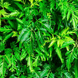 Aralia (Polyscias) Ming - 80 cm - VERDENA-80 cm la livrare, in ghiveci cu Ø de 22 cm