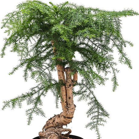 Araucaria cunninghamii - 70 cm - VERDENA-70 cm la livrare, in ghiveci cu Ø de 25 cm