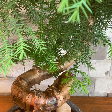 Araucaria Cunninghamii - 70 cm