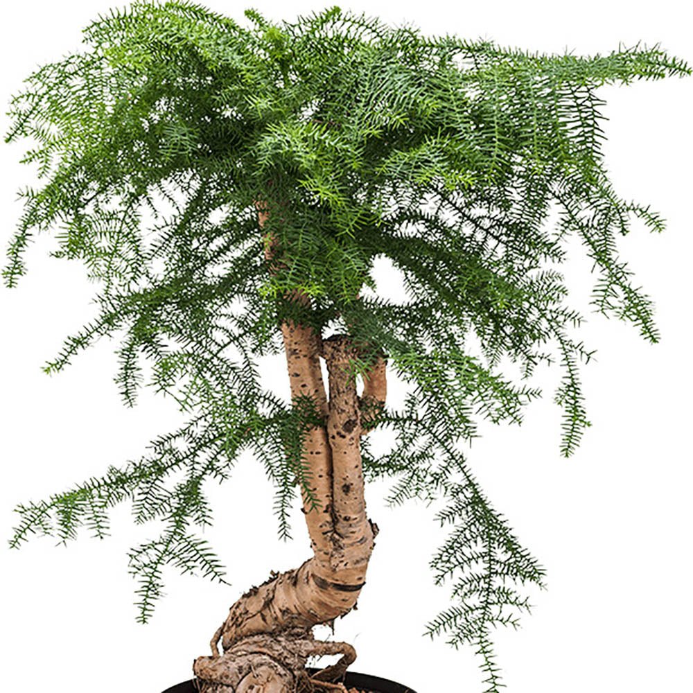 Araucaria cunninghamii - 80 cm - VERDENA-80 cm la livrare, in ghiveci cu Ø de 25 cm