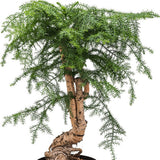 Black Friday - Reduceri Araucaria Cunninghamii - 80 cm Promotie