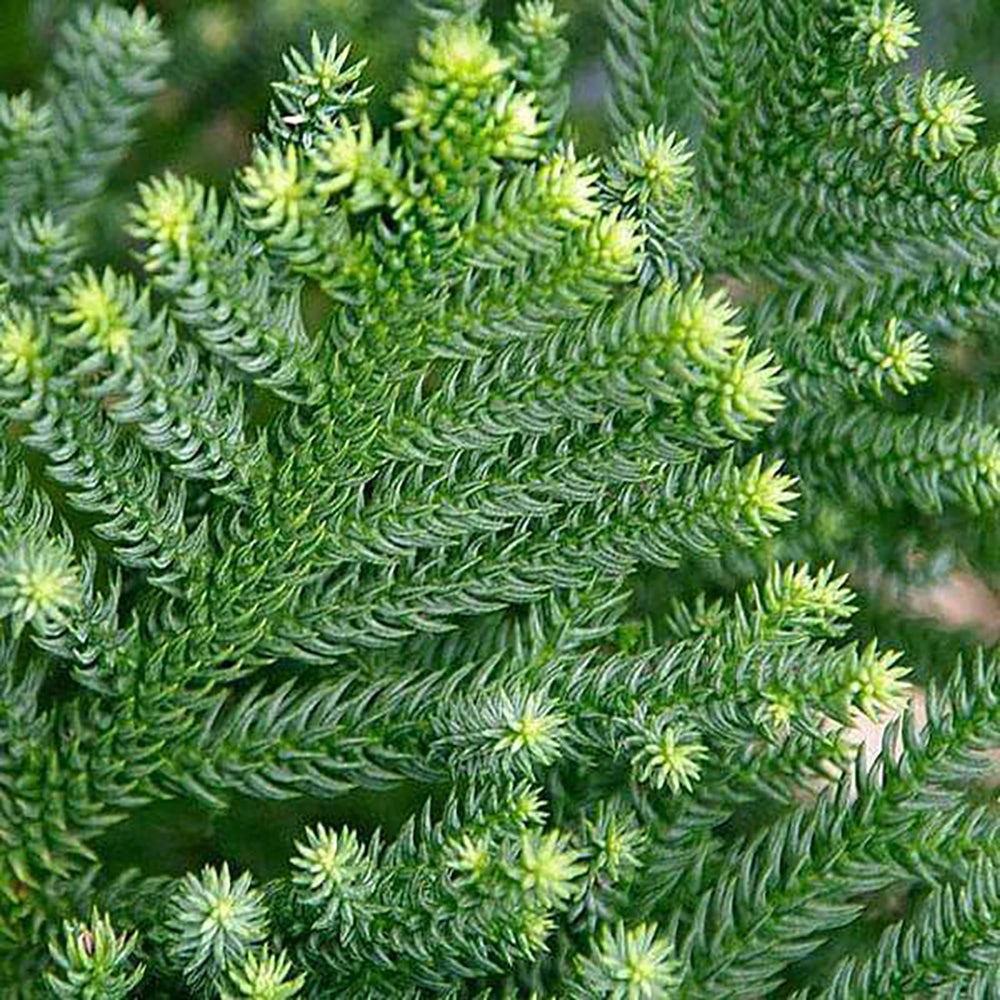 Araucaria cunninghamii - 80 cm - VERDENA-80 cm la livrare, in ghiveci cu Ø de 25 cm