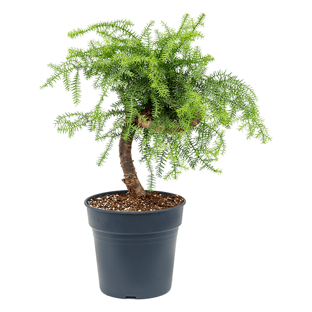 Black Friday - Reduceri Araucaria Cunninghamii - 80 cm Promotie