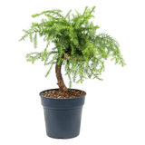 Araucaria cunninghamii - 80 cm - VERDENA-80 cm la livrare, in ghiveci cu Ø de 25 cm