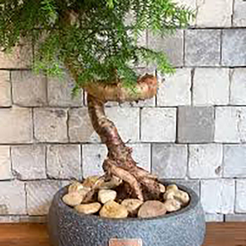Araucaria cunninghamii - 95 cm - VERDENA-95 cm la livrare, in ghiveci cu Ø de 30 cm