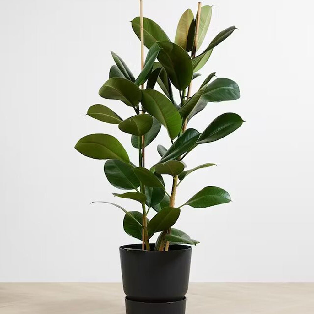 Arbore de Cauciuc (Ficus Robusta) - 110 cm - VERDENA-110 cm inaltime, livrat in ghiveci de 6 l