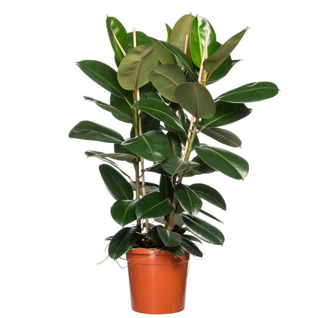 Arbore de Cauciuc (Ficus Robusta) - 120 cm - VERDENA-120 cm inaltime livrat in ghiveci de 9 L