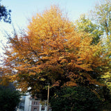 Arbore de Fier (Parrotia Persica) - VERDENA-60-80 cm inaltime, livrat in ghiveci de 5 l