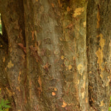 Arbore de Fier (Parrotia Persica) - VERDENA-60-80 cm inaltime, livrat in ghiveci de 5 l
