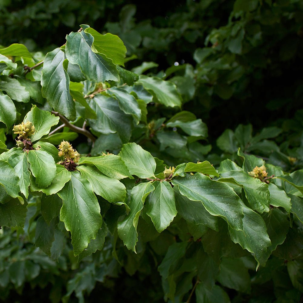 Arbore de Fier 'Persian Spire' (Parrotia Persica) - VERDENA-60-100 cm inaltime, livrat in ghiveci de 4 l