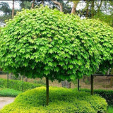 Arbore de Guma Gum Ball - VERDENA-40-50 cm inaltime, livrat in ghiveci de 7.5 l