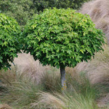 Arbore de Guma Gum Ball - VERDENA-40-50 cm inaltime, livrat in ghiveci de 7.5 l