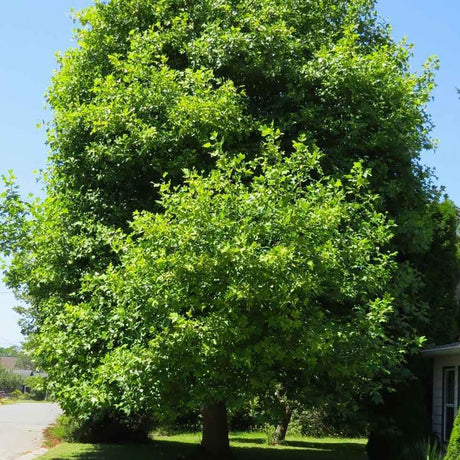 Arbore Lalea, 80-100 cm la livrare, in ghiveci de 5 L