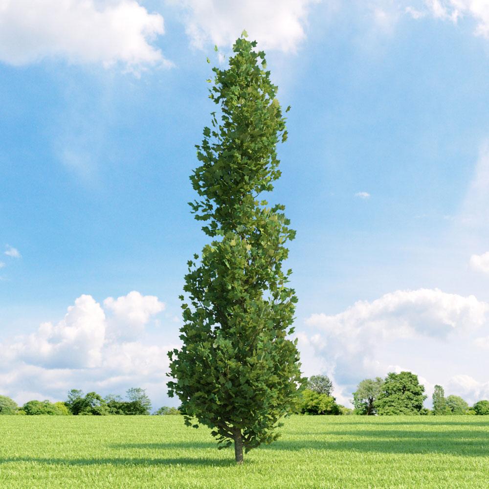 Arbore Lalea Fastigiata, in ghiveci de 5 L