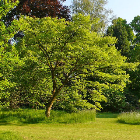Arborele Amur Maackia Amurensis - VERDENA-80-100 cm inaltime, livrat in ghiveci de 7.5 l