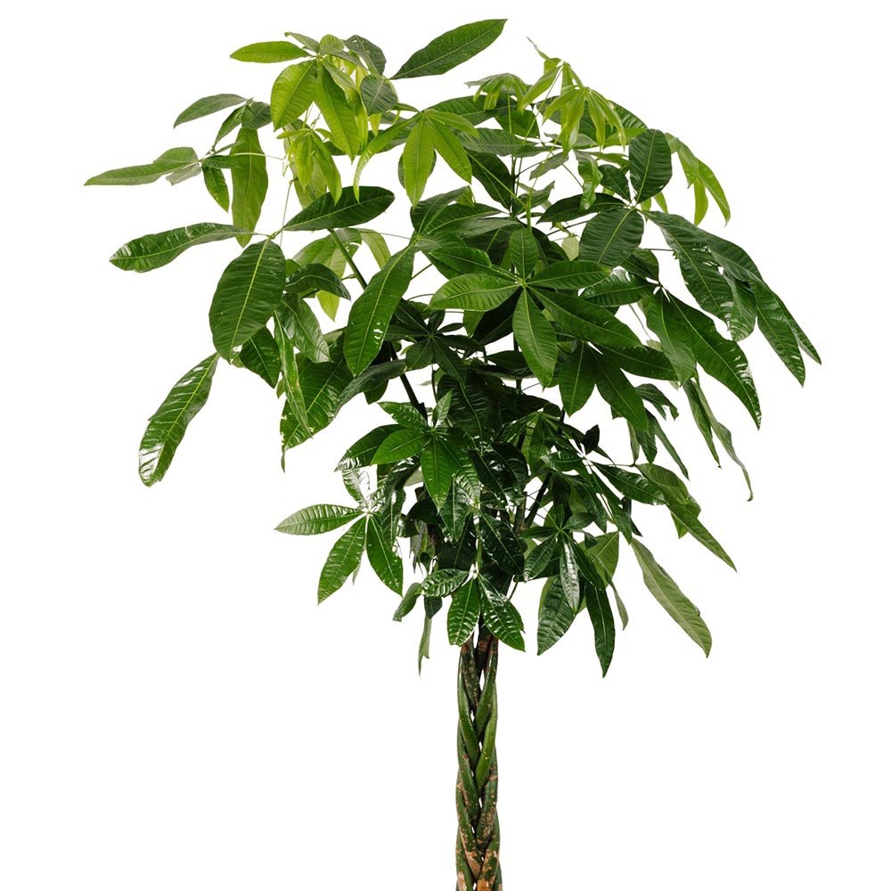 Arborele Banilor (Pachira aquatica) - 150 cm - VERDENA-150 cm la livrare in ghiveci Ø 27 cm