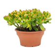 Arborele de Jad (Crassula Ovata Sunset) - 30 cm