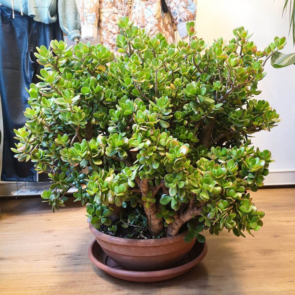 Arborele de Jad XXl ( Crassula Magical Tree ) - 65-70 cm - VERDENA-65-70 cm inaltime livrat in ghiveci de 15