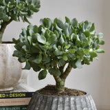 Arborele de Jad XXl ( Crassula Magical Tree ) - 65-70 cm - VERDENA-65-70 cm inaltime livrat in ghiveci de 15