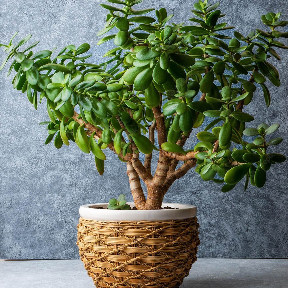 Arborele de Jad XXl ( Crassula Magical Tree ) - 65-70 cm - VERDENA-65-70 cm inaltime livrat in ghiveci de 15