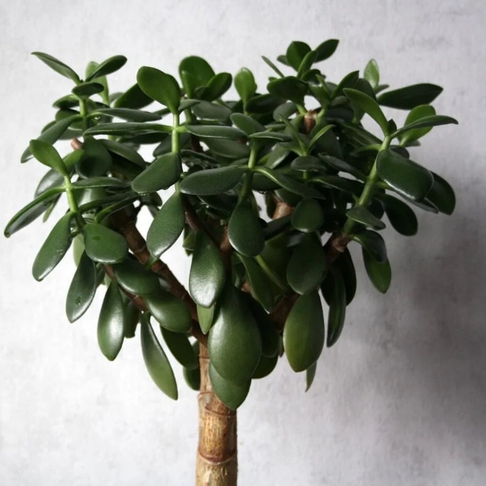 Arborele de Jad XXl ( Crassula Magical Tree ) - 65-70 cm - VERDENA-65-70 cm inaltime livrat in ghiveci de 15