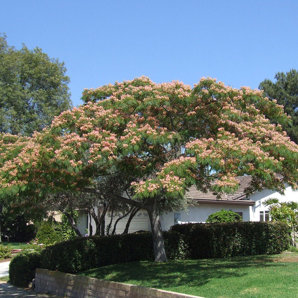 Arborele de Matase Ombrella - VERDENA-30 cm inaltime livrat in ghicevi de 4 L