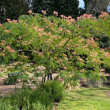 Arborele de Matase Ombrella - VERDENA-30 cm inaltime livrat in ghicevi de 4 L
