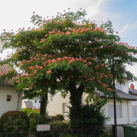 Arborele de Matase Rouge Selection - VERDENA-Tulpina de 120 cm in ghiveci de 18 l