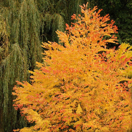 Arborele de zahar Katsura (Cercidiphyllum Japonicum) - parfum de caramel