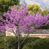 Arborele lui Iuda Rosu (Cercis canadensis Forest Pansy) - VERDENA-40 - 60 cm inaltime livrat in ghiveci de 4 L