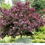 Arborele Lui Iuda Rosu (Cercis Canadensis Forest Pansy) - VERDENA-40-60 cm inaltime, livrat in ghiveci de 4 l