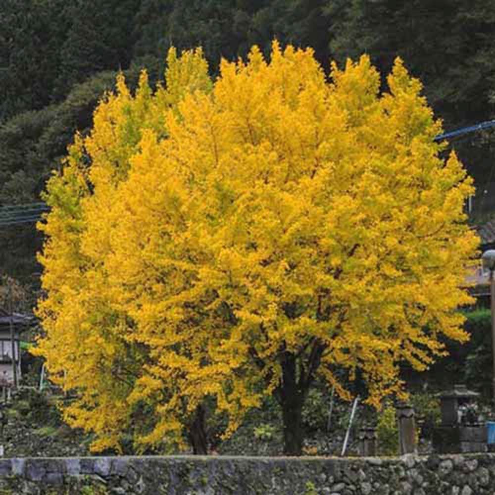 Arborele Pagodelor (Ginkgo Biloba) - VERDENA-60-80 cm inaltime, livrat in ghiveci de 4 l