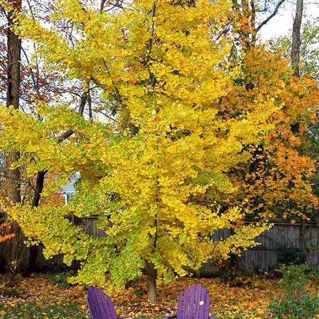 Arborele Pagodelor (Ginkgo Biloba) - VERDENA-60-80 cm inaltime, livrat in ghiveci de 4 l