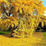 Arborele Pagodelor (Ginkgo Biloba) - VERDENA-60-80 cm inaltime, livrat in ghiveci de 4 l