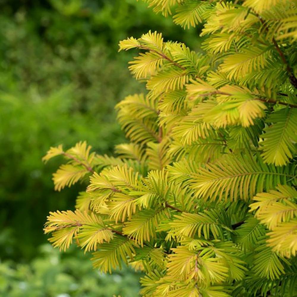 Arborele Sequoia Auriu Amber Glow | Verdena – VERDENA