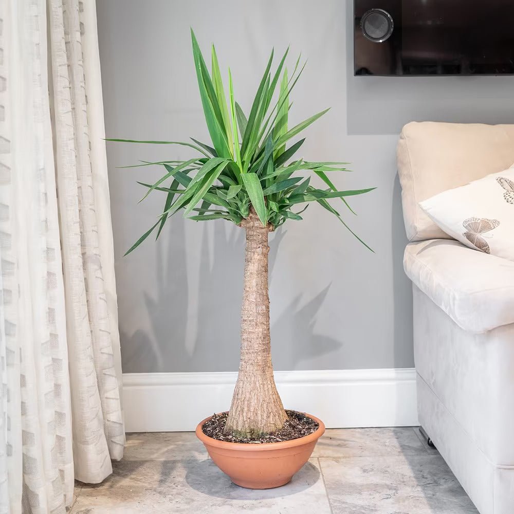 Arborele Vietii (Yucca Elephantipes) - 135 cm